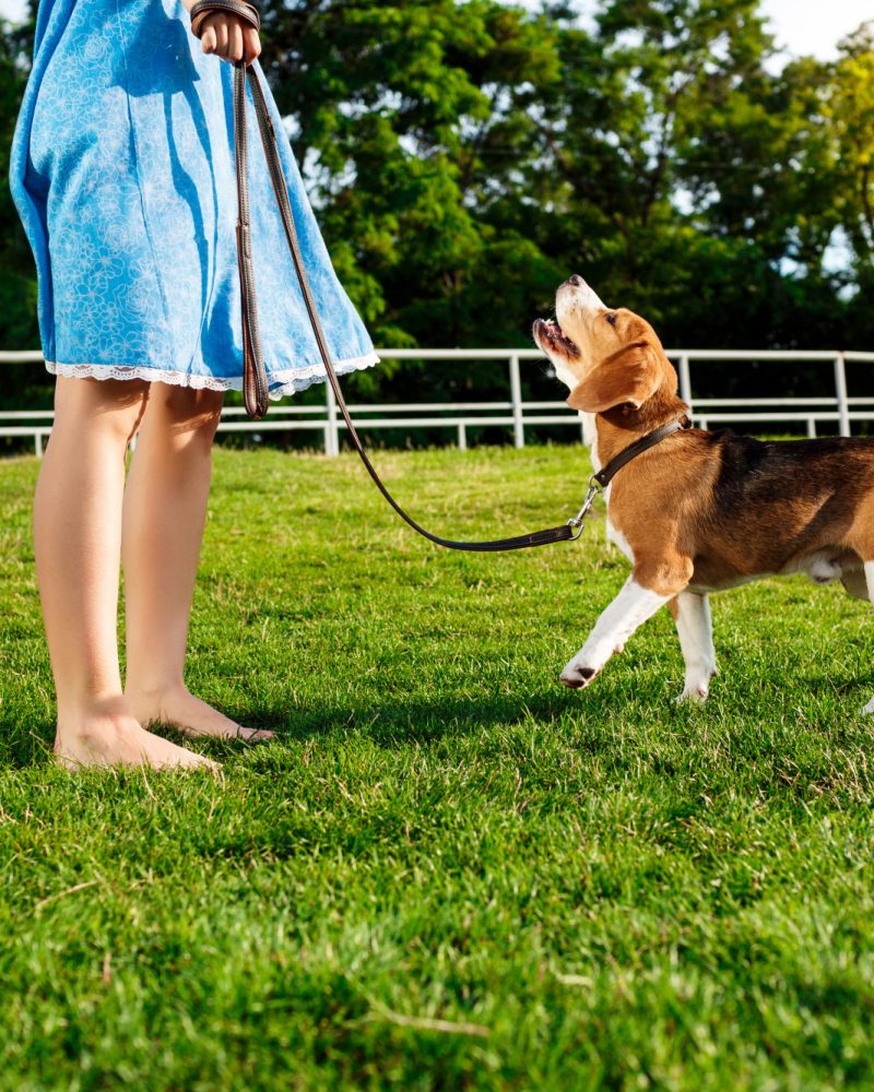 young-beautiful-blonde-girl-walking-playing-with-beagle-dog-park